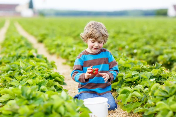 Liten unge pojke plocka jordgubbar på gården, utomhus. — Stockfoto
