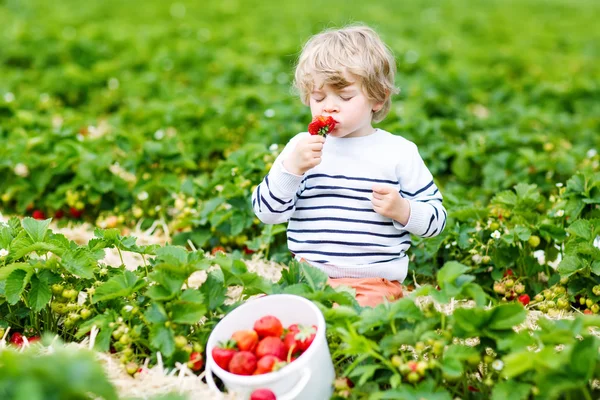 Liten unge pojke plocka jordgubbar på gården, utomhus. — Stockfoto