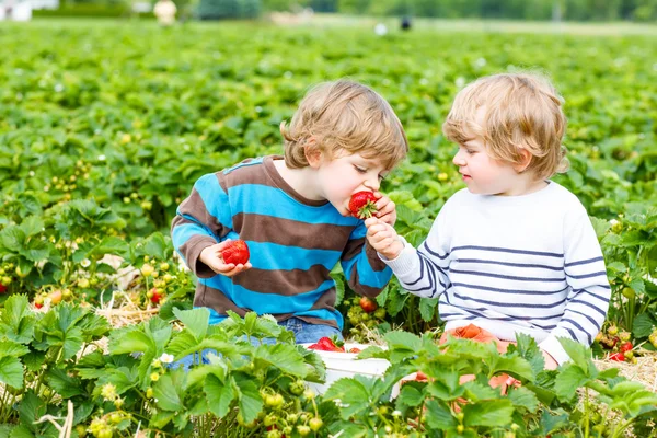 在夏天的草莓农场的两个小的同级蹒跚学步男孩 — 图库照片