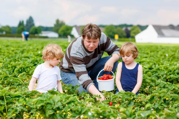 Father and two little kid boys on strawberry farm in summer — Stock Photo, Image