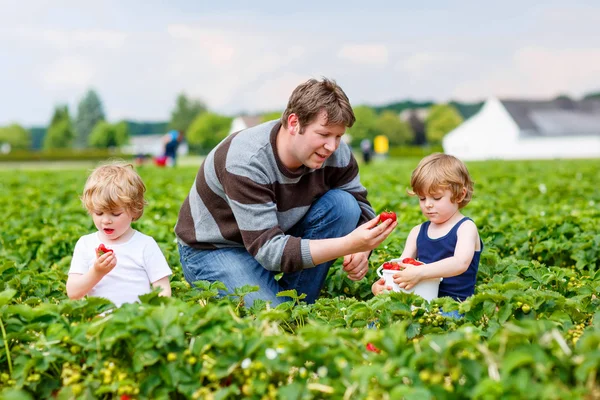 父亲和两个小家伙在草莓农场男孩在夏天 — 图库照片
