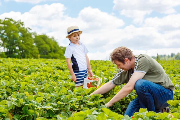 Padre e bambino nella fattoria delle fragole in estate Fotografia Stock