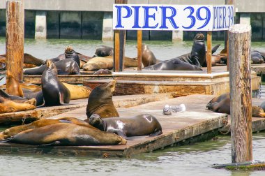 Birçok deniz aslanları tarihinde Pier 39 San Francisco, Kaliforniya, ABD