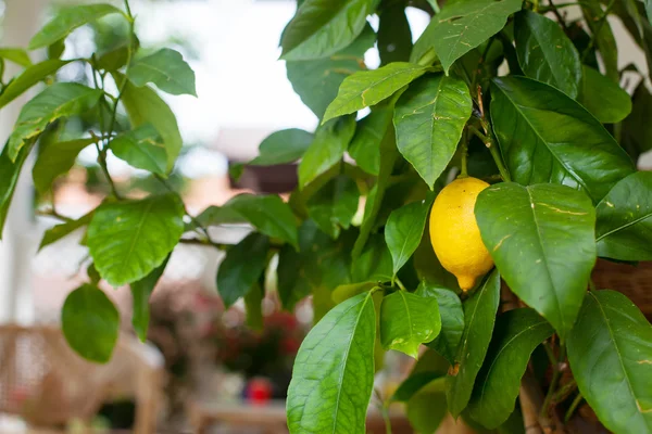 Ripe organic lemon hanging on tree — Zdjęcie stockowe