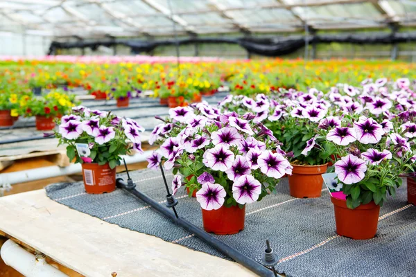 Cultivo de diferentes flores en invernadero — Foto de Stock