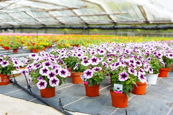 Cultivo de diferentes flores en invernadero — Foto de Stock