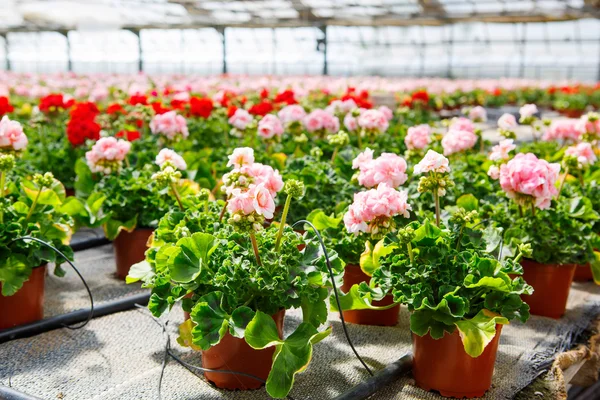 Cultivation of differen flowers in greenhouse — Stock Photo, Image