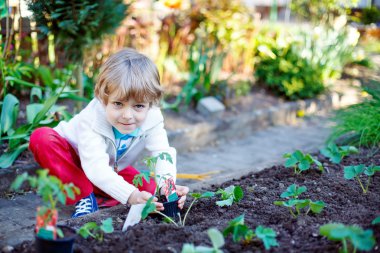 Adorable kid boy planting seeds of tomatoes clipart