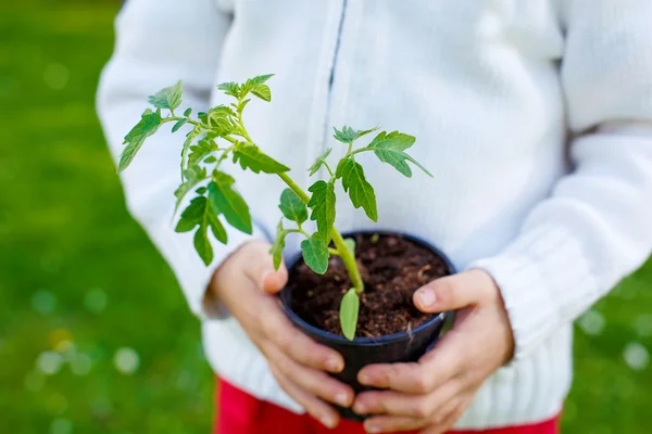Seedling plant in the hands of a small child