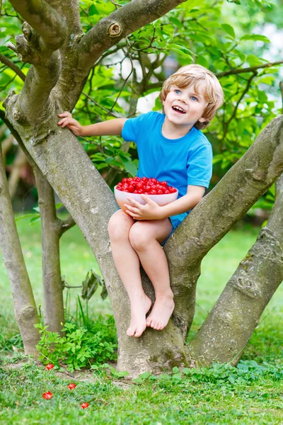 Menino pegando cerejas no jardim, ao ar livre . — Fotografia de Stock
