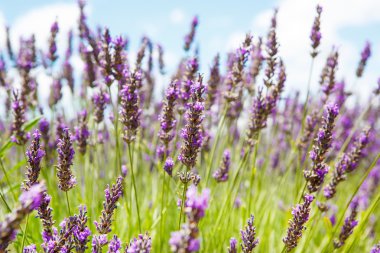 Lavanta alanları yakınında valensole Provence, Fransa.
