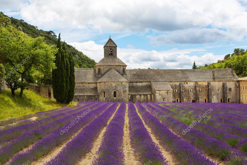 Abbey of Senanque and blooming rows lavender flowers
