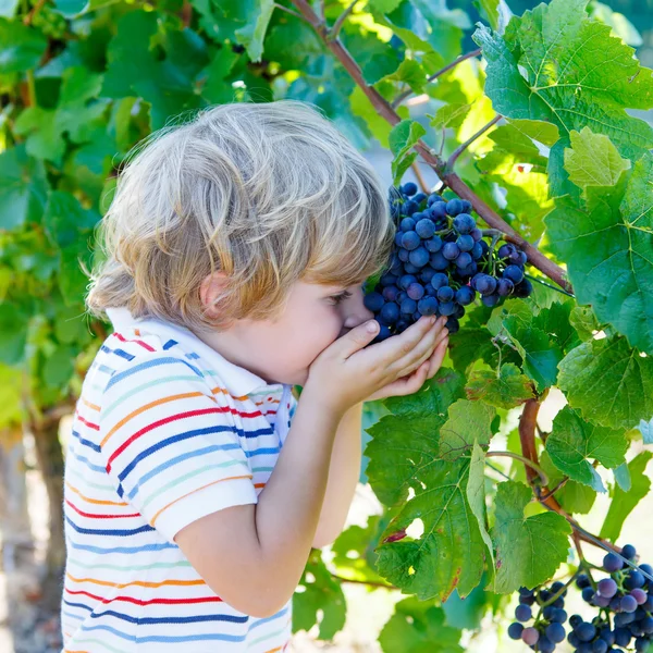 Menino loiro feliz com uvas azuis maduras — Fotografia de Stock