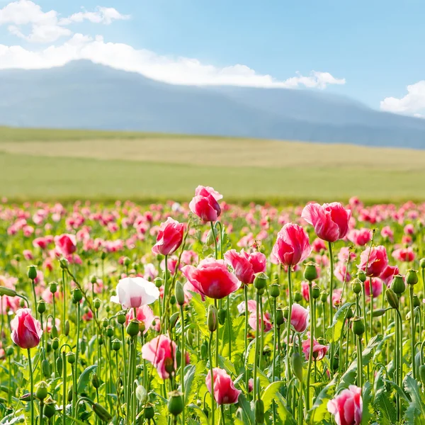 Pink blooming poppy, huge field of blossoming flowers — Stock Photo, Image