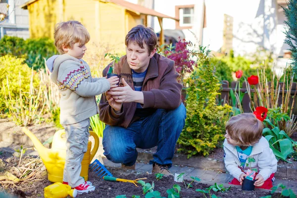 Dois meninos e pai plantando mudas em garde vegetal — Fotografia de Stock