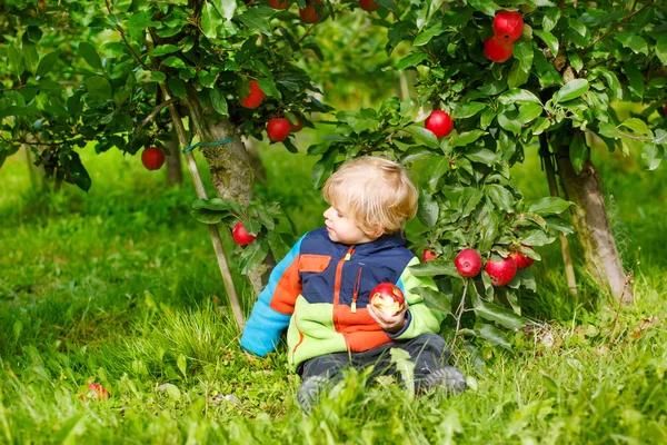 Menino de dois anos a apanhar maçãs vermelhas num pomar — Fotografia de Stock