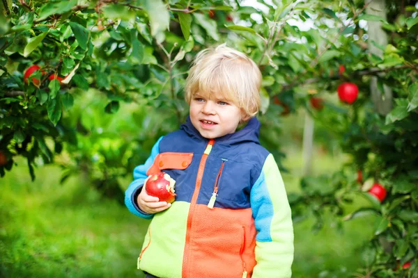Lilla barn pojke på två år äta röda äpplen i en fruktträdgård — Stockfoto