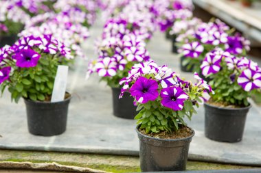 Sera içinde değişik çiçek ekimi