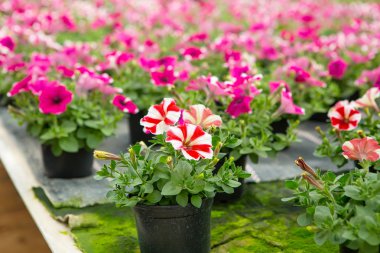 Sera içinde değişik çiçek ekimi