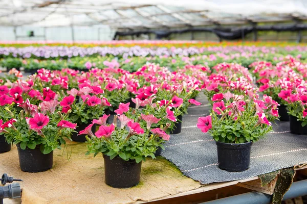 Cultivation of different flowers in greenhouse — Stock Photo, Image