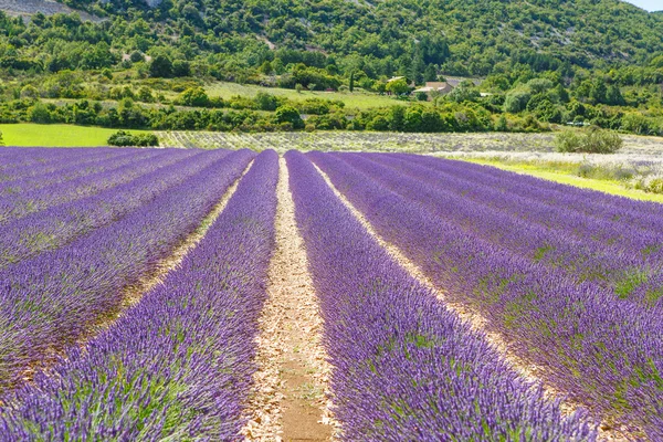 Lavender fields near Valensole in Provence, France. — Stock Photo, Image
