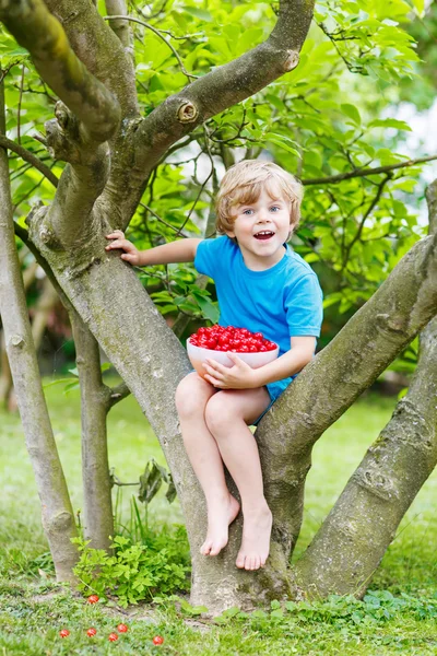 Kleiner Junge pflückt Kirschen im Garten, draußen. — Stockfoto