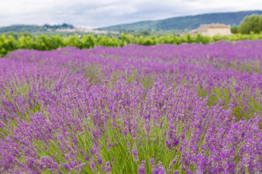 Lavanta alanları yakınında valensole Provence, Fransa.
