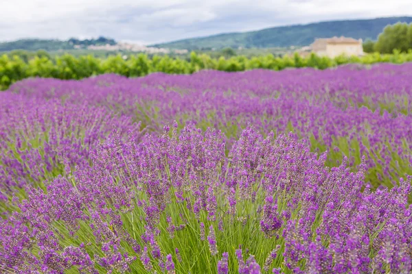 Lavender τους τομείς κοντά valensole στην Προβηγκία, Γαλλία. — Φωτογραφία Αρχείου