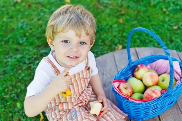 Liten småbarnsgutt som plukker røde epler i hagen. – stockfoto
