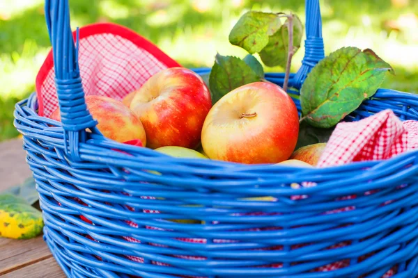 Manzanas rojas orgánicas en una cesta al aire libre. Orchard. Jardín de otoño. —  Fotos de Stock