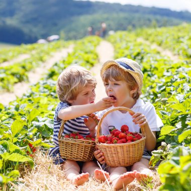 Yazın çilek çiftliğinde iki küçük kardeş.
