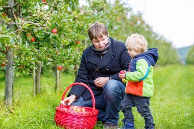 Küçük yürümeye başlayan çocuk ve baba Kırmızı elma meyve bahçesinde toplama