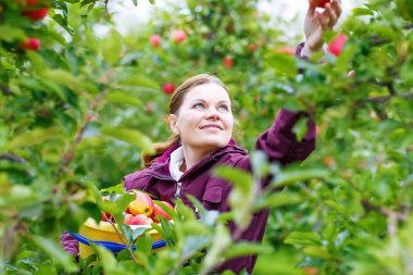 genç kadın bir meyve bahçesinde Kırmızı elma toplama