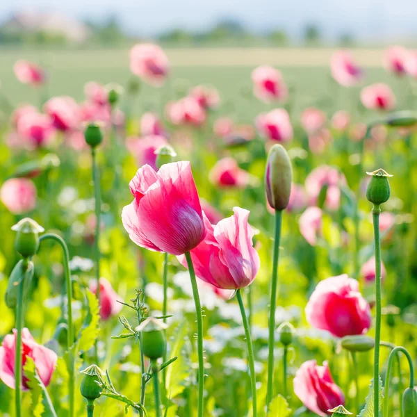 Papoula rosa florescendo, enorme campo de flores florescentes — Fotografia de Stock