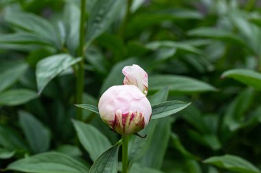 Bahçedeki işlenmemiş şakayık tomurcuğu. Yeşil yapraklı doğal bir arka plan. Bahçe işleri konsepti. Bahar ya da yaz bahçesi.