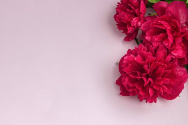 Pembe arka planda güzel mor şakayıklar ve metin için fotokopi alanı. Düz konum.