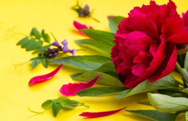 Sarı kağıtta Magenta şakayığı ve kır çiçekleri. Kapat..