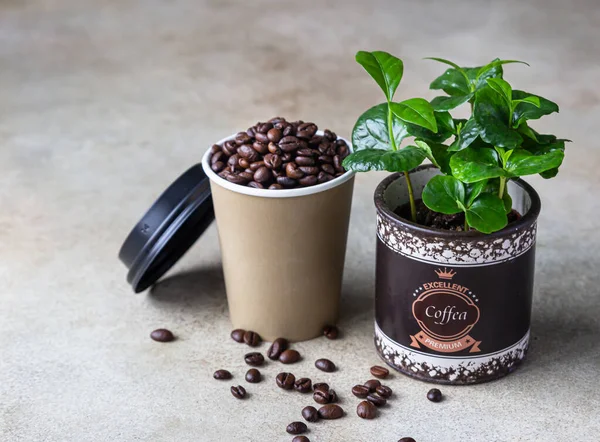 Takeaway coffee cup, coffee tree in a pot and roasted coffee beans, light concrete background. Coffee shop concept. Selective focus.