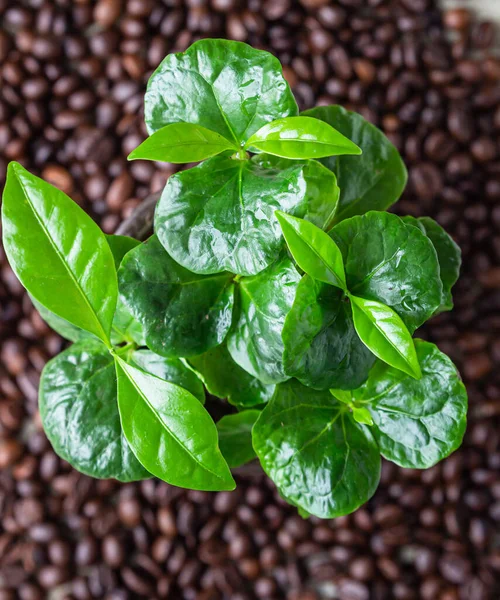 Gröna Kaffeblad Kaffebönor Bakgrund Högst Upp Kaffeträd Begreppet Hemträdgårdsskötsel Selektiv — Stockfoto