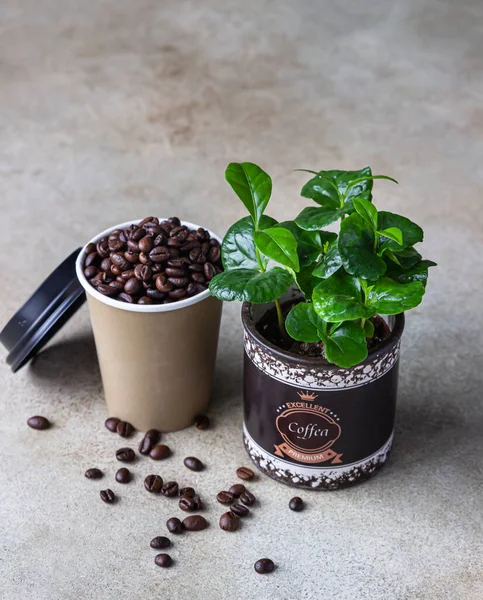 Takeaway coffee cup, coffee tree in a pot and roasted coffee beans, light concrete background. Coffee shop concept.