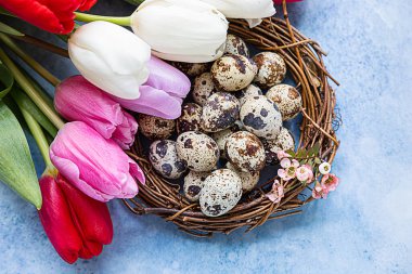 Güzel renkli laleler bıldırcın yumurtalarıyla ince dallardan yapılmış, mavi arka planda. Bahar ve Paskalya bayramı konsepti.