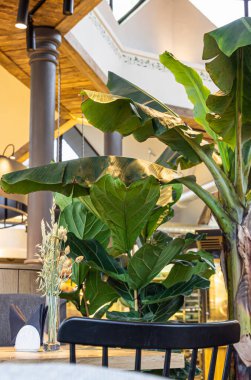 İçinde tropik bitkiler, ahşap masalar, sandalyeler ve cam vazoda buğday kulakları olan modern kafe ya da kafenin detayları. Modern tasarım kavramı.