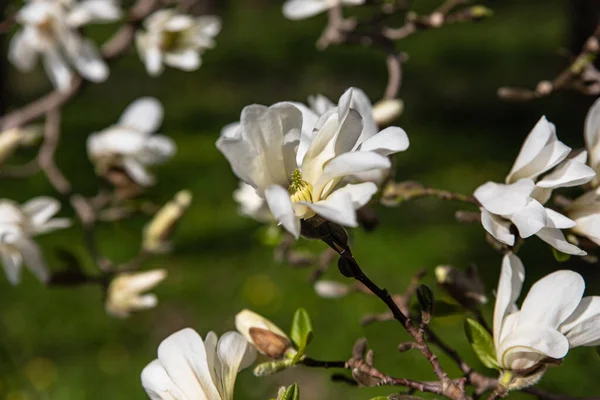 Vackra vita magnolia blommor under vårsäsongen på magnolia trädet. Magnolia blommande bakgrund. — Stockfoto