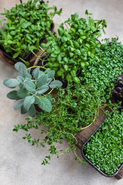 Konteynırlarda farklı türde mikro yeşillikler. Evde tohum filizlenmesi. Vejetaryen ve sağlıklı beslenme konsepti. Organik ham yeşillikler. Seçici odak.