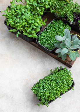 Konteynırlarda farklı türde mikro yeşillikler. Evde tohum filizlenmesi. Vejetaryen ve sağlıklı beslenme konsepti. Organik ham yeşillikler. 