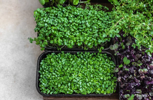 Diferentes tipos de micro verdes em recipientes. Germinação de sementes em casa. Vegan e conceito de alimentação saudável. Microgreens orgânicos em bruto. — Fotografia de Stock