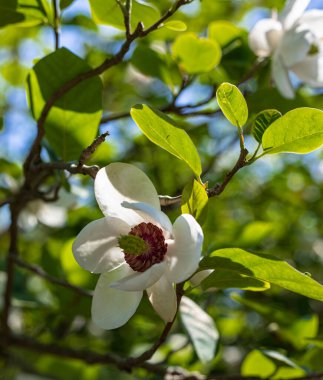 Yeşil yaprakların arasında güzel beyaz manolya çiçeği. Doğal çiçek geçmişi var. Bahar bahçesi. Seçici odak.