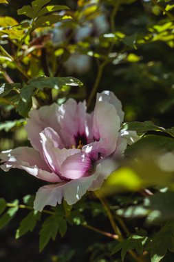 Botanik bahçesinde çiçek açan ağaç şakayıkları. Japon ağaçlı şakayık çalısı. Paeonia kadın hakları savunucusu. Bahar bahçesi. Doğal çiçek arkaplanı.