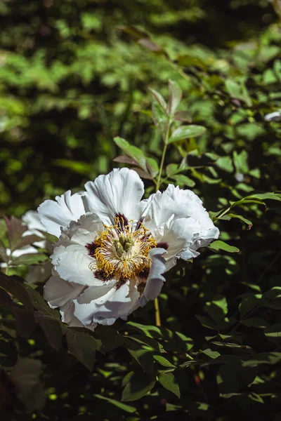 Blommande Trädpioner Botanisk Trädgård Japansk Trädpion Buske Paeonia Suffruticosa Vårträdgård — Stockfoto