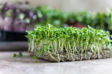 Arugula mikroyeşilini kapat. Organik süper yiyecek konsepti. Sağlıklı yaşam tarzı.